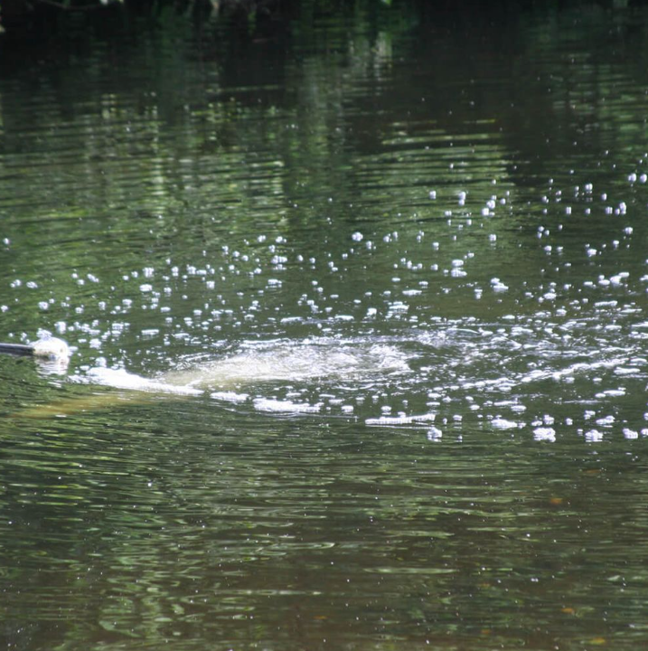 1HP Sub Surface Horizontal Aspirator